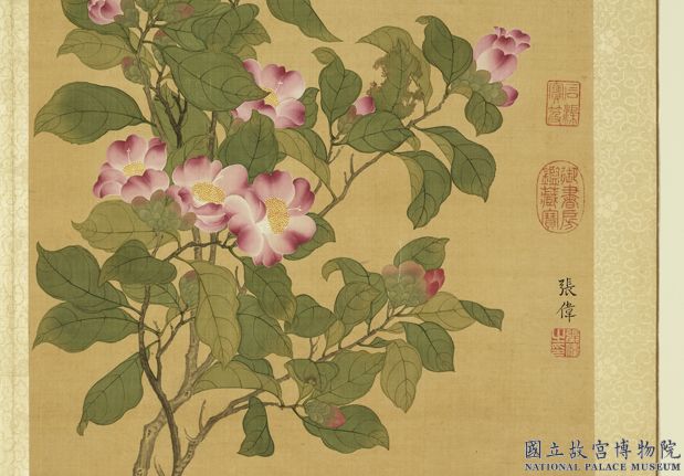 清張偉寫生花卉　冊　山茶